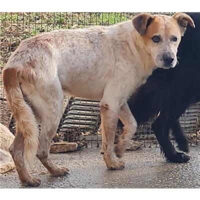 Comune di Cisternino (Canile Comunale c.da Pico) - Cane - Microchip 380260041317962