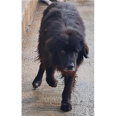 Comune di Cisternino (Canile Comunale c.da Pico) - Cane - Microchip 380260041312899