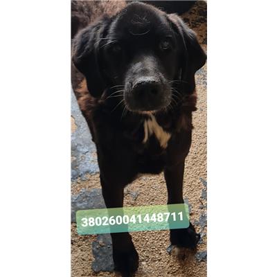 Comune di Cisternino (Canile Comunale c.da Pico) - Cane - Microchip 380260041448711