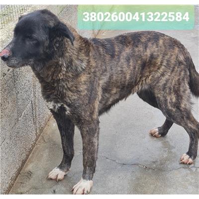 Comune di Cisternino (Canile Comunale c.da Pico) - Cane - Microchip 380260041322584