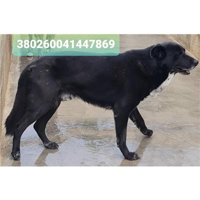 Comune di Cisternino (Canile Comunale c.da Pico) - Cane - Microchip 380260041447869