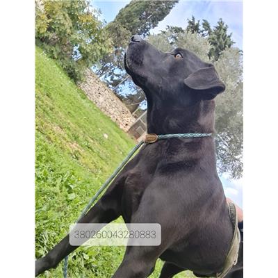 Comune di Cisternino (Canile Comunale c.da Pico) - Cane - Microchip 380260043987384