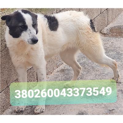 Comune di Cisternino (Canile Comunale c.da Pico) - Cane - Microchip 380260043373549