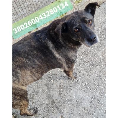 Comune di Cisternino (Canile Comunale c.da Pico) - Cane - Microchip 380260043280134
