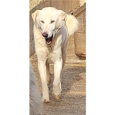 Comune di Cisternino (Canile Comunale c.da Pico) - Cane - Microchip 380260043371084