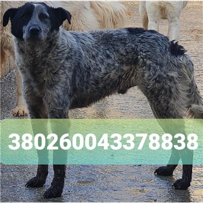 Comune di Cisternino (Canile Comunale c.da Pico) - Cane - Microchip 380260043378838