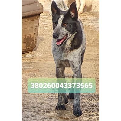 Comune di Cisternino (Canile Comunale c.da Pico) - Cane - Microchip 380260043373565