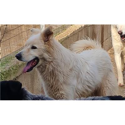 Comune di Cisternino (Canile Comunale c.da Pico) - Cane - Microchip 380260043378481