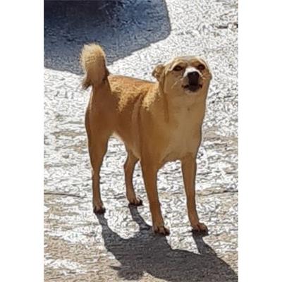 Comune di Cisternino (Canile Comunale c.da Pico) - Cane - Microchip 380260043280047