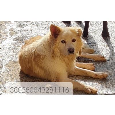 Comune di Cisternino (Canile Comunale c.da Pico) - Cane - Microchip 380260043281116