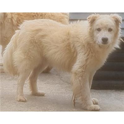 Comune di Cisternino (Canile Comunale c.da Pico) - Cane - Microchip 380260043281326