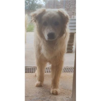 Comune di Cisternino (Canile Comunale c.da Pico) - Cane - Microchip 380260043373839