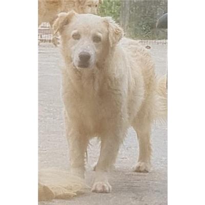 Comune di Cisternino (Canile Comunale c.da Pico) - Cane - Microchip 380260043254791