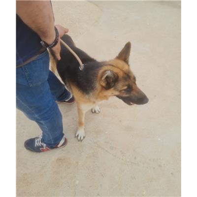 Comune di Cisternino (Canile Comunale c.da Pico) - Cane - Microchip 380260044635758