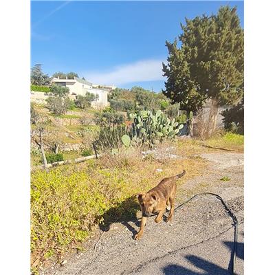 Comune di Cisternino (Canile Comunale c.da Pico) - Cane - Microchip 380260044935582
