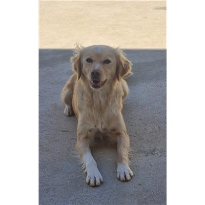 Comune di Cisternino (Canile Comunale c.da Pico) - Cane - Microchip 380260044937507