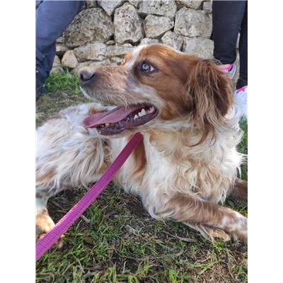 Comune di Cisternino (Canile Comunale c.da Pico) - Cane - Microchip 380260044932400