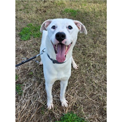 COMUNE DI ORIA - Cane - Microchip 380260044698491