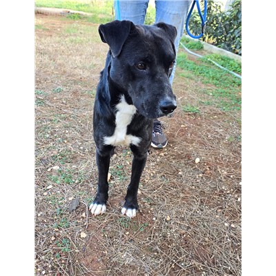 COMUNE DI ORIA - Cane - Microchip 380260171023524