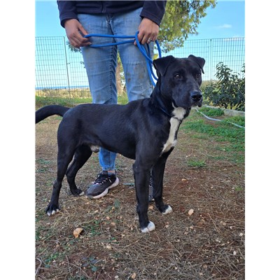 COMUNE DI ORIA - 380260171023524