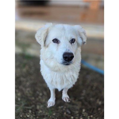 COMUNE DI ORIA - Cane - Microchip 380260044983037