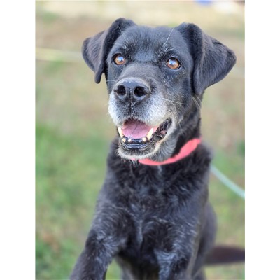 COMUNE DI ORIA - Cane - Microchip 380260041750788