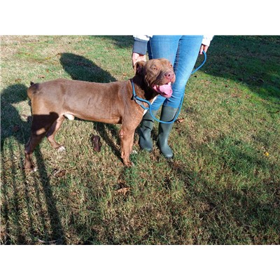 COMUNE DI ORIA - Cane - Microchip 380260044983044