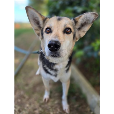COMUNE DI ORIA - Cane - Microchip 380260041314877
