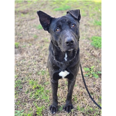 COMUNE DI ORIA - Cane - Microchip 380260044986737