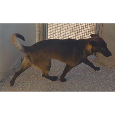 COMUNE DI ORIA - Cane - Microchip 380260044992817