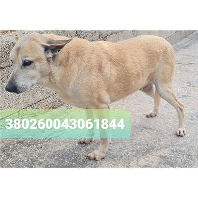 Comune di Cisternino (Canile Comunale c.da Pico) - Cane - Microchip 380260043061844