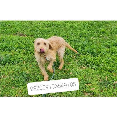 Comune di Cisternino (Canile Comunale c.da Pico) - Cane - Microchip 982009106549705