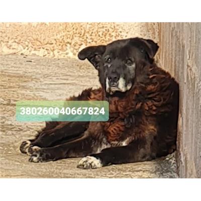 Comune di Cisternino (Canile Comunale c.da Pico) - Cane - Microchip 380260040667824