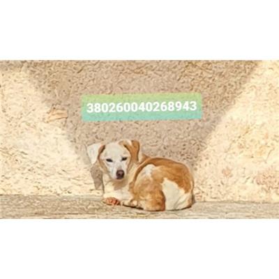 Comune di Cisternino (Canile Comunale c.da Pico) - 380260040268943