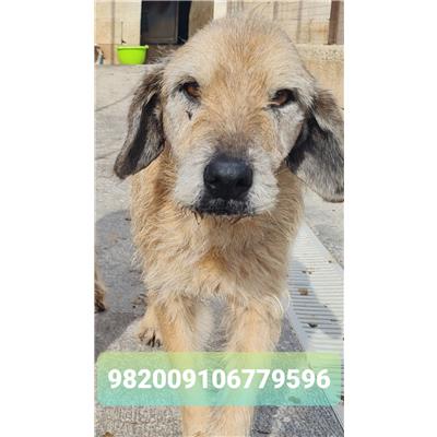 Comune di Cisternino (Canile Comunale c.da Pico) - 982009106779596