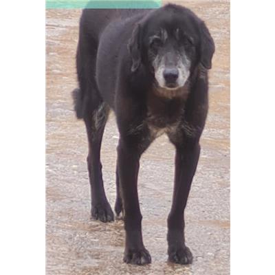 Comune di Cisternino (Canile Comunale c.da Pico) - Cane - Microchip 982009106309699