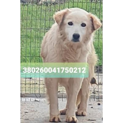 Comune di Cisternino (Canile Comunale c.da Pico) - Cane - Microchip 380260041750212