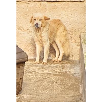Comune di Cisternino (Canile Comunale c.da Pico) - 982009106410798