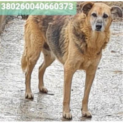 Comune di Cisternino (Canile Comunale c.da Pico) - Cane - Microchip 380260040660373
