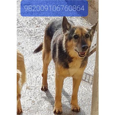 Comune di Cisternino (Canile Comunale c.da Pico) - Cane - Microchip 982009106760864