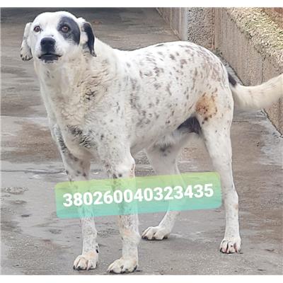Comune di Cisternino (Canile Comunale c.da Pico) - 380260040323435