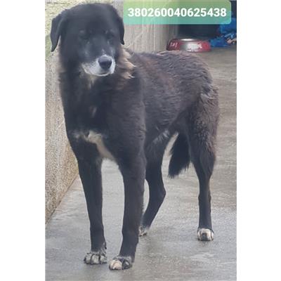 Comune di Cisternino (Canile Comunale c.da Pico) - Cane - Microchip 380260040625438
