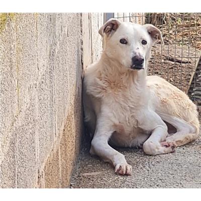 Comune di Cisternino (Canile Comunale c.da Pico) - Cane - Microchip 380260040986503