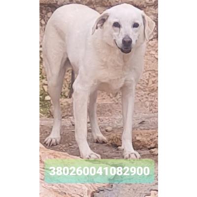 Comune di Cisternino (Canile Comunale c.da Pico) - Cane - Microchip 380260041082900