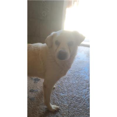Comune di Cisternino (Canile Comunale c.da Pico) - Cane - Microchip 380260041090040