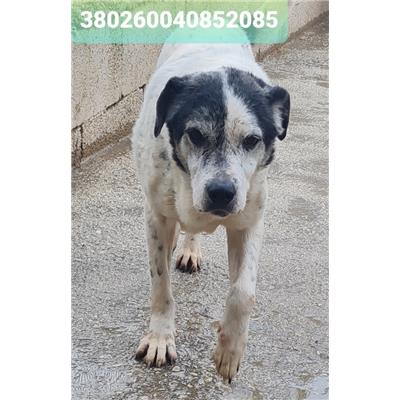 Comune di Cisternino (Canile Comunale c.da Pico) - Cane - Microchip 380260040852085