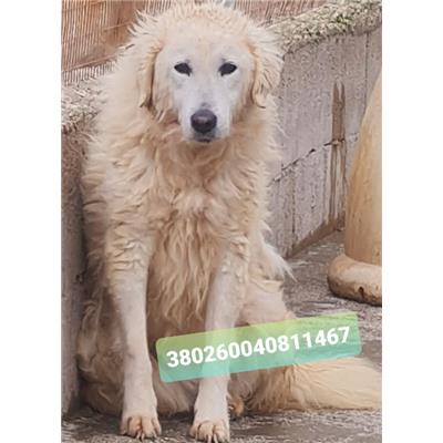 Comune di Cisternino (Canile Comunale c.da Pico) - Cane - Microchip 380260040811467
