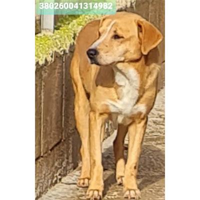 Comune di Cisternino (Canile Comunale c.da Pico) - Cane - Microchip 380260041314982